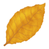 Tobacco
