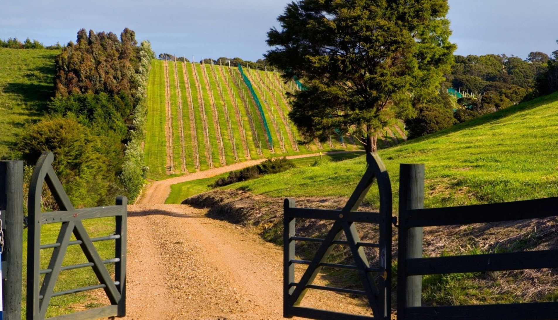 Peacock Sky Vineyard