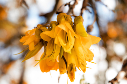 Kowhai Flower