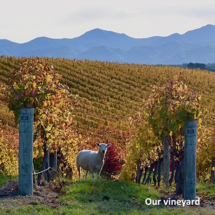Vineyard View with Sheep - learn more about the vineyard