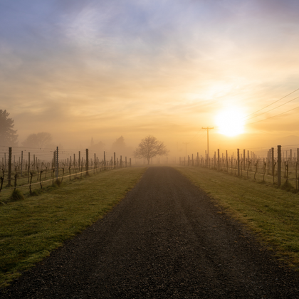 Palliser Estate Vineyard in winter