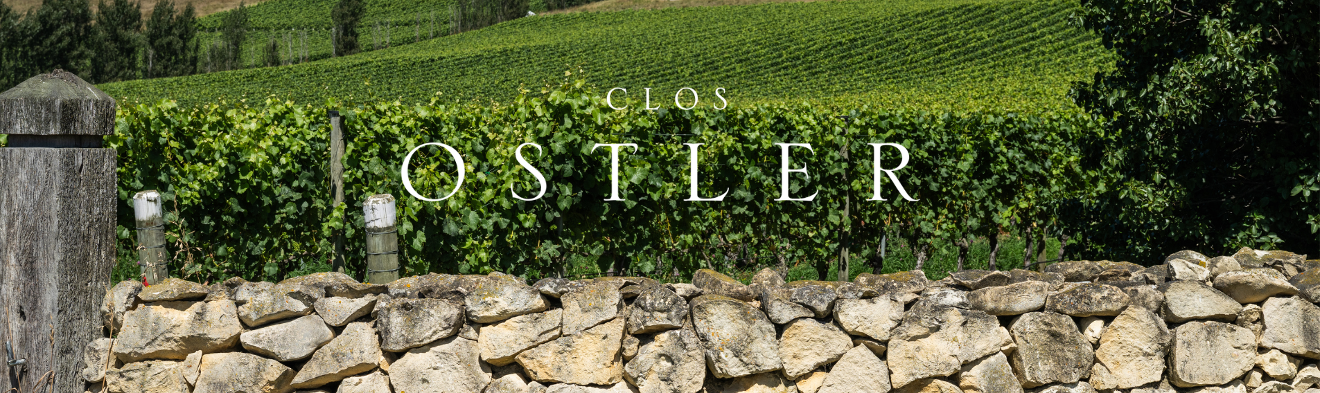 Clos Ostler Vineyard 