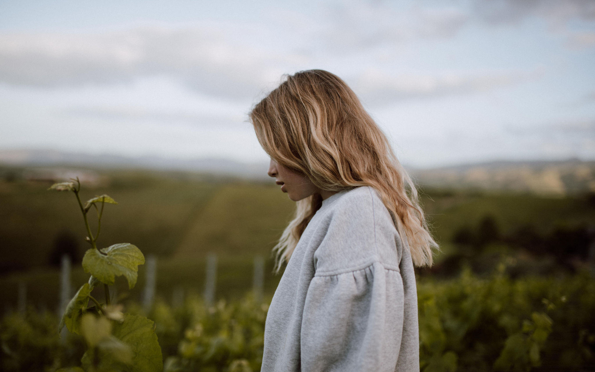 Premium wine from New Zealand