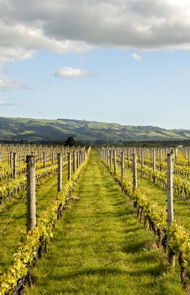 East Taratahi Vineyard