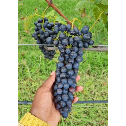 Diana holding ripe Syrah grapes before the 2022 harvest