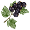Currant Leaves