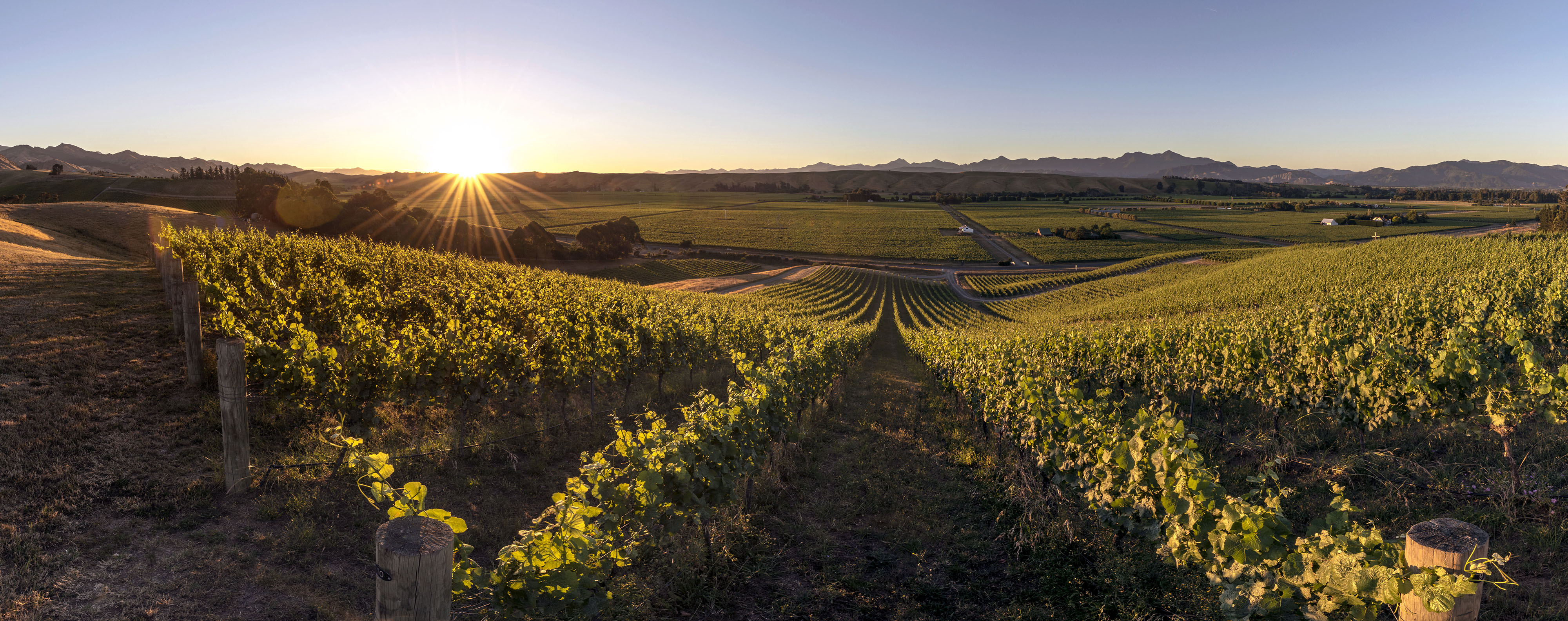 Yarrum Vineyard