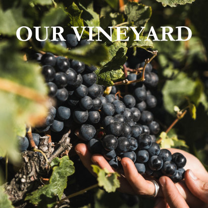 Pask Vineyard