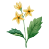 Nettle