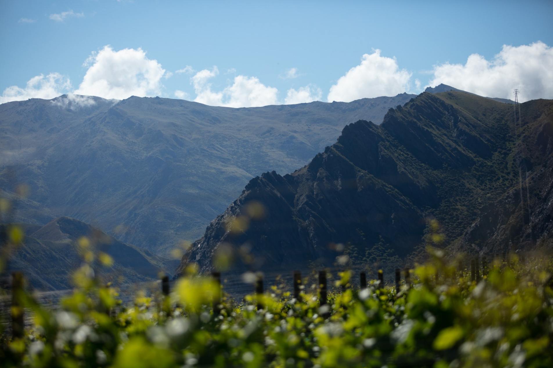 Cox's Vineyard in Gibbston Valley
