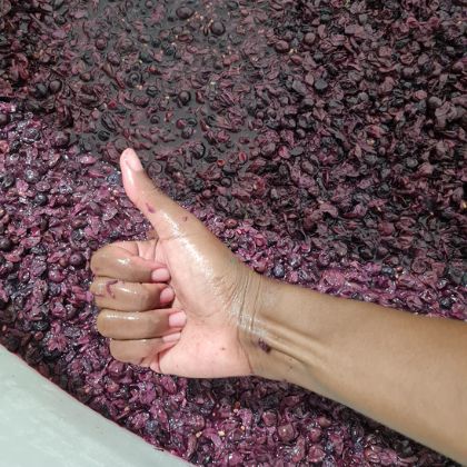 2022 Syrah Ferment Diana giving a thumbs up in front of the 2022 Syrah ferment