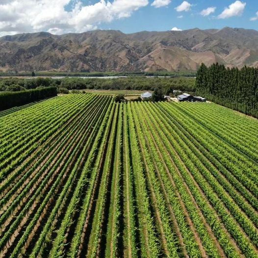 Vineyard update