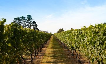 Kumeu Grown Mixed Pack NV 6.8l